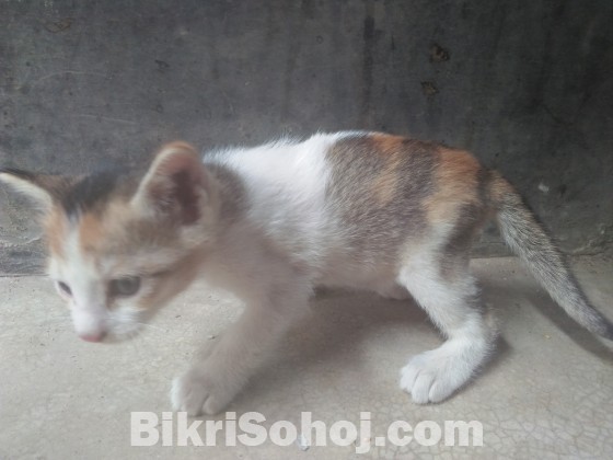 Mixed breed cat